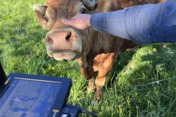 Nous voyons une caméra et une vache qui semble intriguée de la situation