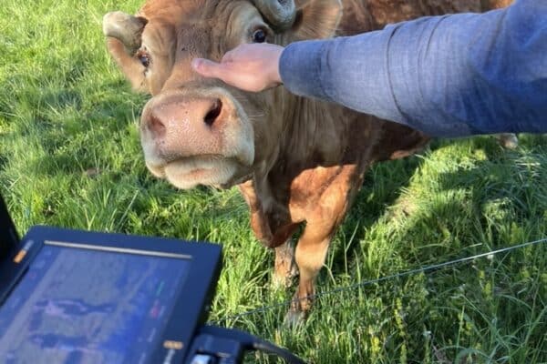 Nous voyons une caméra et une vache qui semble intriguée de la situation